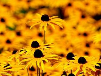 Flowers Wallpaper Yellow