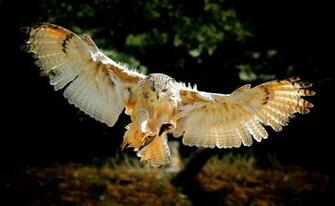 Owl Bird Flying Wings Wallpaper