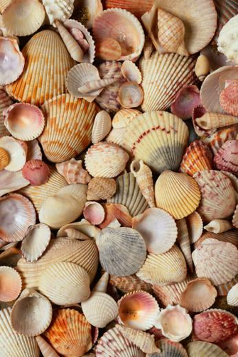 iPhone Ios Wallpaper For iPad Wow Sea Shells