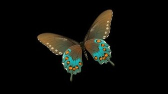 Pretty Butterfly Wallpaper