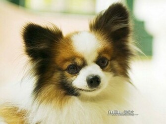 Papillon Wallpaper