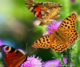 Beautiful Wallpaper Butterflies