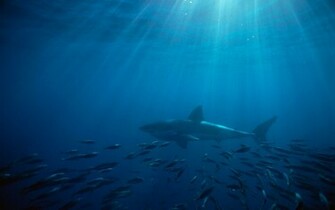 Great White Shark Australia Wallpaper HD