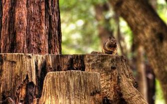 Wallpaper Stump Chipmunk Sitting Striped