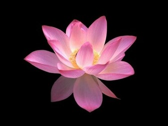 Crop Flower Screensaver Screensavers