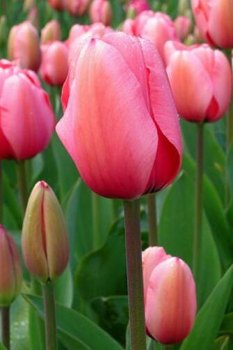 Tulip Wallpaper For iPhone 4s