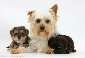 Of Yorkie Puppies Teacup Yorkies Wallpaper