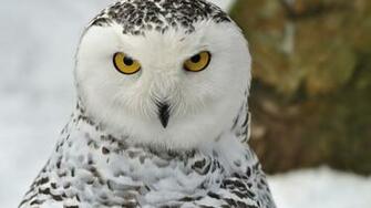 Wallpaper For Gt Snowy Owl Screensavers