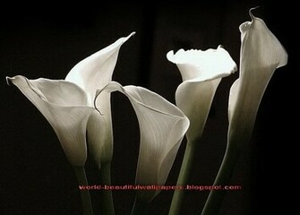 Beautiful Wallpaper Calla Lily Flowers