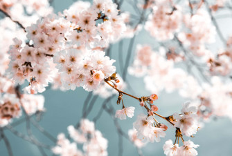 Plant Aesthetic Laptop Wallpaper