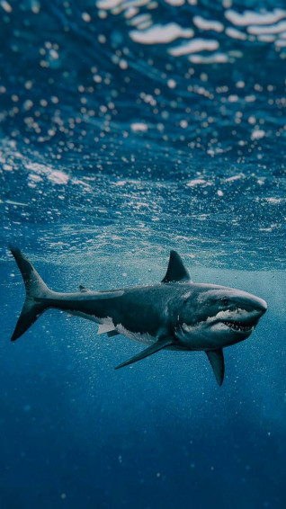 HD Shark Wallpaper iPhone