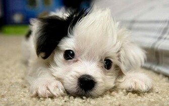 Little Black And White Mutt What A Cute Guy His Against