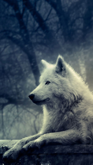 Wolf White Wallpaper For iPhone Pro Max X