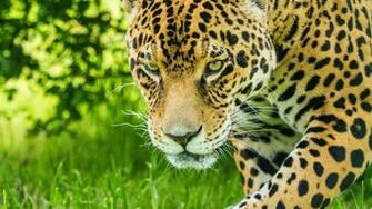 Windows HD Wallpaper Lions And Tigers