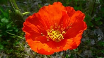 Red Poppy Wallpaper