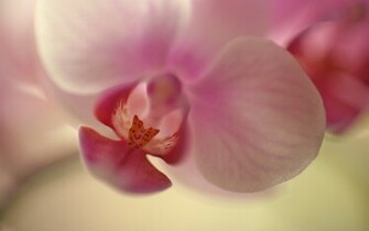 Orchid Wallpaper