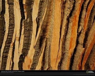 Bark Wallpaper Get Domain Pictures Getdomainvids