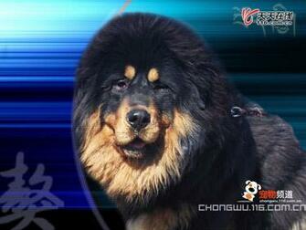 Tibetan Mastiff Wallpaper Resolution 51s Image Size