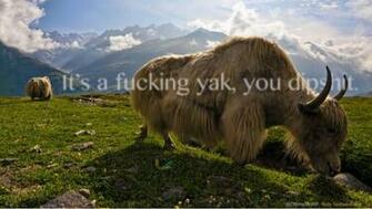 Offensive Wallpaper