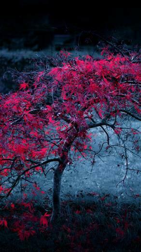 Light Purple Autumn iPhone Wallpaper
