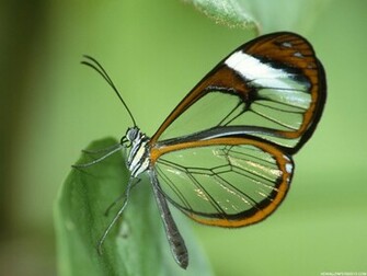 Butterfly Wallpaper Desktop HD