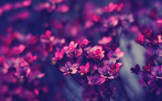 HD Purple Wallpaper