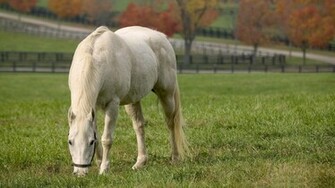 American Quarter Horse Wallpaper Desktop
