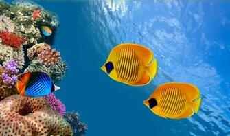 Ocean Underwater Wallpaper HD Net
