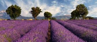 French Countryside