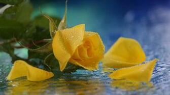 By Stephen Comments Off On Yellow Rose HD Wallpaper