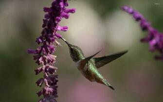 Hummingbird Wallpaper