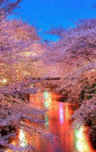 Beautiful Cherry Blossom Wallpaper iPhone 3d