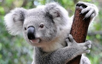 Koala HD Wallpaper Background
