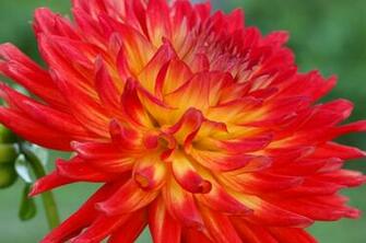 Dahlia Computer Wallpaper Desktop Background Id
