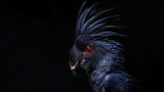 Palm Cockatoo HD Wallpaper Background Image Id
