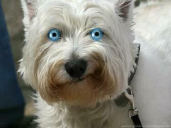 Funny Dog Wallpaper The Best