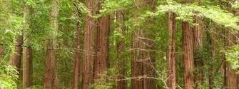 Redwood Trees