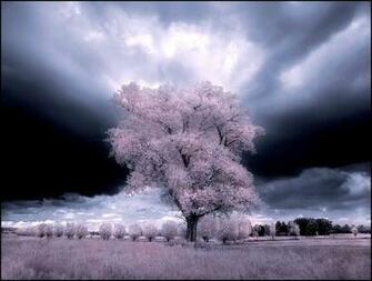 Dreamscape In White Wallpaper