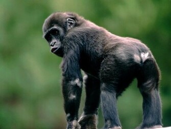 Showcartoon Baby Monkey Wallpaper Funny Pictures