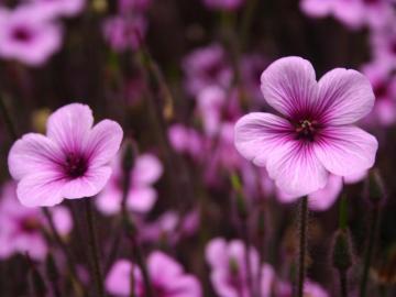 Wallpaper For Walls Purple Floral On