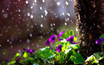 Spring Rain Wallpaper Background For HD Beautiful