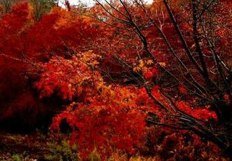 Rainy Autumn Wallpaper