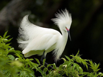 HD Birds Wallpaper