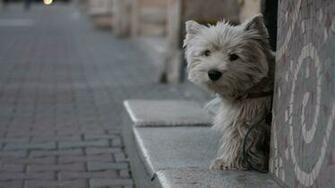 Westie Wallpaper