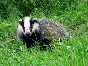Wisconsin Badgers