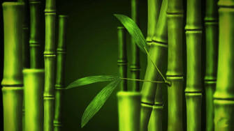 Green Bamboo Jx6000k0xrp0l2rp Wallpaper