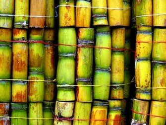 Green Sugar Cane