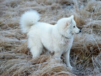 Samoyed Background Wallpaper