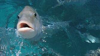 Px Cool Fish Bowl Desktop Background Wallpaper Pictures
