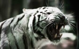White Tiger Desktop Wallpaper Which Is Under The
